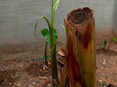 Arka bahçedeki muz bitkisinin dikey kesiti içinde metin veya kopyalama alanı olan dairesel tekrarlayan desen gösteriyor.