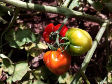 Olgunlaşma aşamaları, domateslerin büyüme süreci. Çiftlikteki, bahçedeki domateslerin renkleri değişiyor. Solanum lycopersicum. Hasat zamanı. Gana bayrak renklerinin sembolik ve temsili.