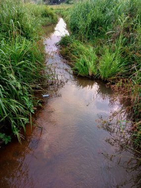 Suyun üstünde boş bir şişeyle yeşil çalılar arasında akan Community Nehri. Çöp konsepti. Dünya Çevre Bilinci Günü. Plastik kirliliği.