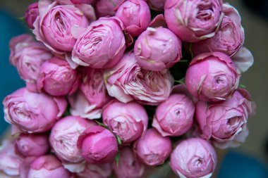 Pembe gül yaprakları. Sevgiliye arka plan. Düz yatıyordu, en iyi görünümü