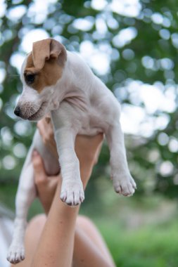 puppy Jack Russell Terrier isolated on white background.
