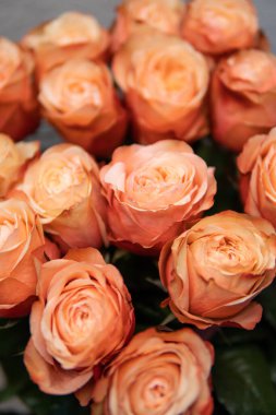 Pembe gül yaprakları. Sevgililer günü arka plan. Düz yatıyordu, en iyi görünümü