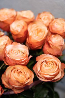 Pembe gül yaprakları. Sevgiliye arka plan. Düz yatıyordu, en iyi görünümü