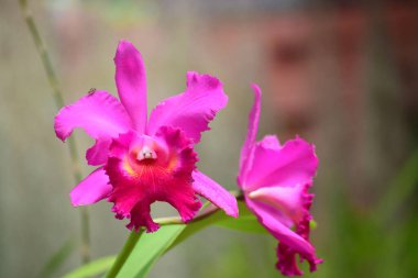 Cattleya orkidesi çiçek pembe bir botanik bahçesinde