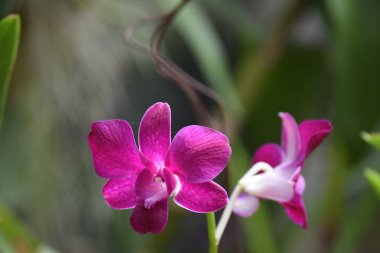 Botanik bahçesinde dendrobium orkide çiçeği pembe rengi