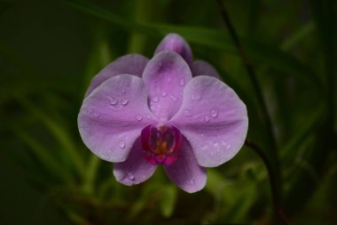 Botanik bahçesinde Phalaenopsis orkide çiçeği pembe renk