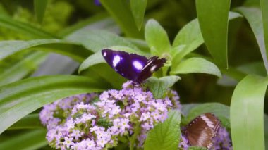 Güneşli bir çayır 4K Doğa Görüntüsünde Vahşi Çiçeklerdeki Canlı Kelebeğin Güzel Makro Çekimi