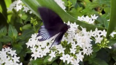 Güneşli bir çayır 4K Doğa Görüntüsünde Vahşi Çiçeklerdeki Canlı Kelebeğin Güzel Makro Çekimi