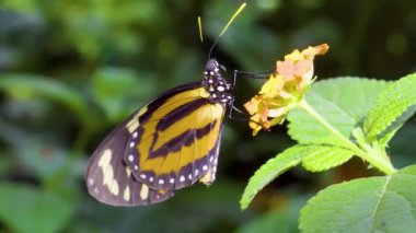 Güneşli bir çayır 4K Doğa Görüntüsünde Vahşi Çiçeklerdeki Canlı Kelebeğin Güzel Makro Çekimi