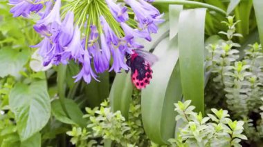 Güneşli bir çayır 4K Doğa Görüntüsünde Vahşi Çiçeklerdeki Canlı Kelebeğin Güzel Makro Çekimi