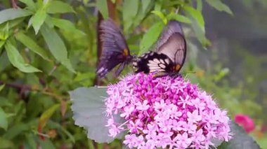 Güneşli bir çayır 4K Doğa Görüntüsünde Vahşi Çiçeklerdeki Canlı Kelebeğin Güzel Makro Çekimi