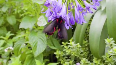 Güneşli bir çayır 4K Doğa Görüntüsünde Vahşi Çiçeklerdeki Canlı Kelebeğin Güzel Makro Çekimi