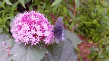 Güneşli bir çayır 4K Doğa Görüntüsünde Vahşi Çiçeklerdeki Canlı Kelebeğin Güzel Makro Çekimi