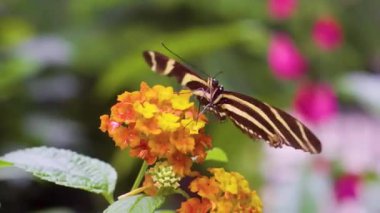 Güneşli bir çayır 4K Doğa Görüntüsünde Vahşi Çiçeklerdeki Canlı Kelebeğin Güzel Makro Çekimi