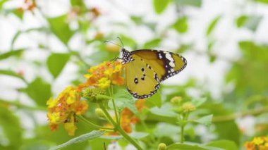 Güneşli bir çayır 4K Doğa Görüntüsünde Vahşi Çiçeklerdeki Canlı Kelebeğin Güzel Makro Çekimi