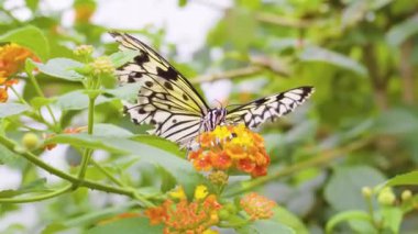 Güneşli bir çayır 4K Doğa Görüntüsünde Vahşi Çiçeklerdeki Canlı Kelebeğin Güzel Makro Çekimi