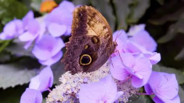 Güneşli bir çayır 4K Doğa Görüntüsünde Vahşi Çiçeklerdeki Canlı Kelebeğin Güzel Makro Çekimi