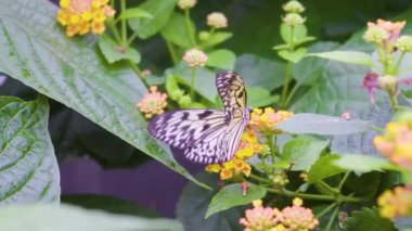 Güneşli bir çayır 4K Doğa Görüntüsünde Vahşi Çiçeklerdeki Canlı Kelebeğin Güzel Makro Çekimi