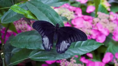 Güneşli bir çayır 4K Doğa Görüntüsünde Vahşi Çiçeklerdeki Canlı Kelebeğin Güzel Makro Çekimi