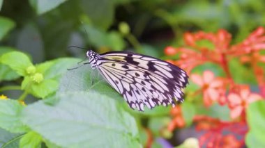 4K 'da Serene Nature Video' da Kelebek Dinleniyor