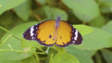 4K 'da Serene Nature Video' da Kelebek Dinleniyor