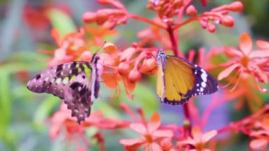 4K 'da Serene Nature Video' da Kelebek Dinleniyor