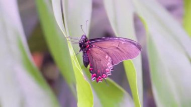 4K 'da Serene Nature Video' da Kelebek Dinleniyor