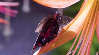 4K 'da Serene Nature Video' da Kelebek Dinleniyor