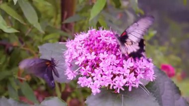 4K 'da Serene Nature Video' da Kelebek Dinleniyor