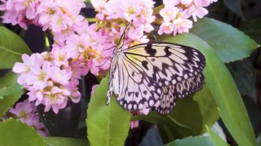 4K 'da Serene Nature Video' da Kelebek Dinleniyor