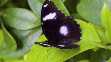 4K 'da Serene Nature Video' da Kelebek Dinleniyor