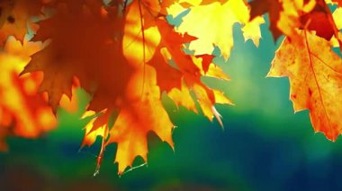 Güneşin altında güzel sonbahar yaprakları