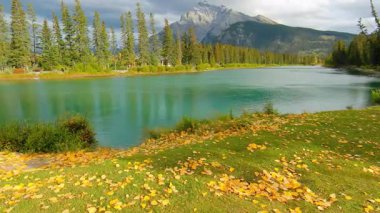 Nehir ve Sonbahar Ağaçlarının Havadan Görünümü