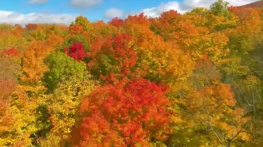 Güz Yapraklarının Macro Çekimi