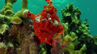 Tropikal Balık Yüzen Renkli Mercan Resifi