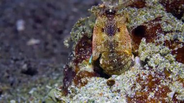 El değmemiş mercan resiflerindeki balık sürüsü