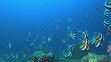 El değmemiş mercan resiflerindeki balık sürüsü