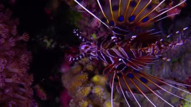 Tropikal Balıklı Canlı Mercan Resifi