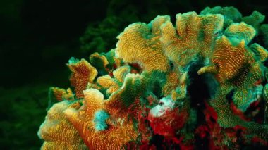 Tropikal Balıklı Canlı Mercan Resifi