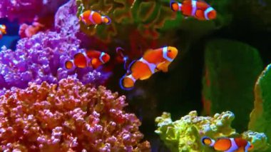 Tropikal Balıklı Canlı Mercan Resifi