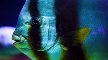 Tropikal Balıklı Canlı Mercan Resifi