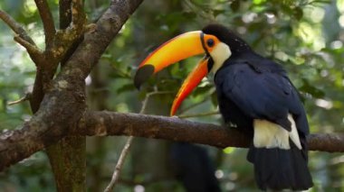 Serene Bird Ağaç dalına tünedi 4K Nature Stock Görüntüsü