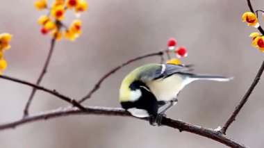 Serene Bird Ağaç dalına tünedi 4K Nature Stock Görüntüsü