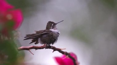 Serene Bird Ağaç dalına tünedi 4K Nature Stock Görüntüsü