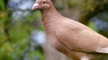 Serene Bird Ağaç dalına tünedi 4K Nature Stock Görüntüsü