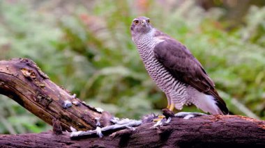 Serene Bird Ağaç dalına tünedi 4K Nature Stock Görüntüsü