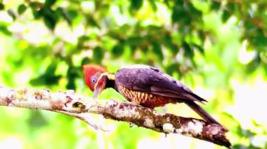 Serene Bird Ağaç dalına tünedi 4K Nature Stock Görüntüsü