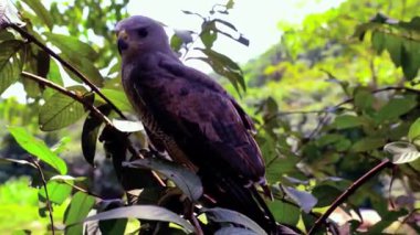 Serene Bird Ağaç dalına tünedi 4K Nature Stock Görüntüsü
