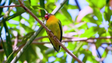 Serene Bird Ağaç dalına tünedi 4K Nature Stock Görüntüsü