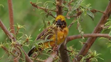 Serene Bird Ağaç dalına tünedi 4K Nature Stock Görüntüsü